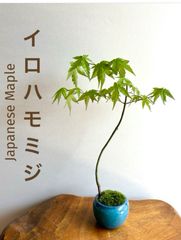 ミニ盆栽　イロハモミジ トルコブルーの鉢
