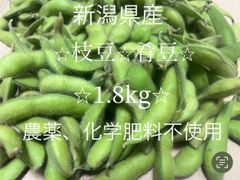 新潟県産　枝豆　肴豆　1.8kg   数量限定　通常配送