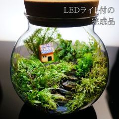 苔庵介る -Scale- - メルカリShops