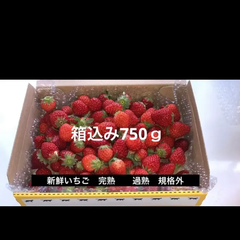 いちご 苺 規格外