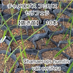 チャメロプス セリフェラ 8号 82cm 楽天市場】セリフェラの通販