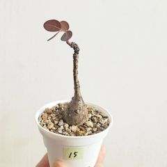 ⑮♡ミニ株♡〚フィランサス・ミラビリス〛Phyllanthus Mirabilis 塊根植物 コーデックス ポット発送
