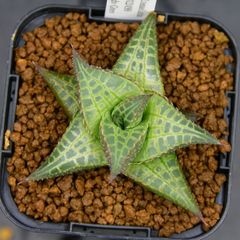 『BP』ハオルチア H.tessellata, IB12499, Lady Grey