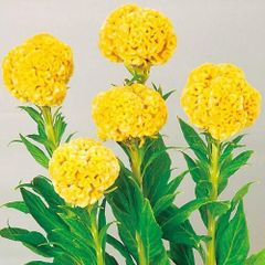 【花の種】ケイトウ イエロークイーン　0.1ｍｌ　約100粒　鶏頭