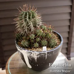 2025年最新】ユーフォルビア ホリダ マジョールの人気アイテム - メルカリ