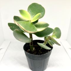 【多肉植物】 斑入り 金の成る木 花月  枝分かれ株