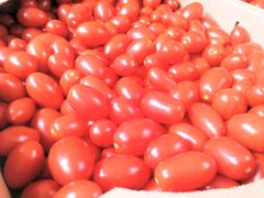 ミニトマト「純あま」3kg 北海道産 プリッと食感甘くて美味しい　常温発送