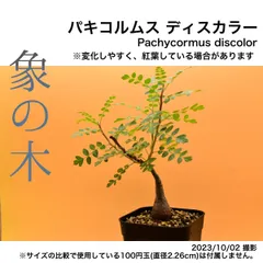 2HB 実生 象の木 パキコルムス ディスカラー コーデックス 塊根植物