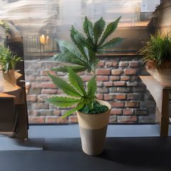 光触媒　フェイクグリーン　マリファナ　人工観葉植物　大麻　造花　草　CBD36