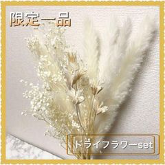 ドライフラワー パンパスグラス 50本 50㎝ 観葉植物 インテリア 花