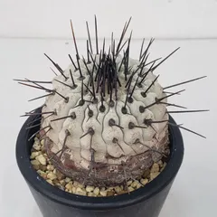 羅本製所COPIAPOA MONSTER Blue Skinned Hybrid Variable Action Hi-SPEC v Asurada AKF-0/G Figure (Future GPX