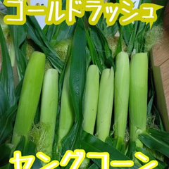 信州産 ゴールドラッシュ ヤングコーン ベビーコーン