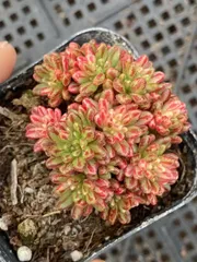 プ*す様 A-QS1012-2　小人祭り錦　抜き苗　40株　多肉植物 エケベリア プ*す様 A-QS1012-2 小人祭り錦 抜き苗 40株 多肉