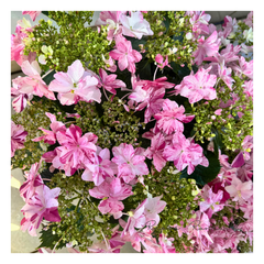 【花芽なし】ガクアジサイ：衣純千織（イズミチオリ）ピンク（5号鉢）絞り咲き紫陽花 塩原園芸　母の日　イズミチオリ　ガクアジサイ　ハイドランジア