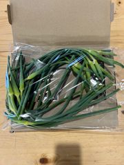 プロ農家がつくる　ニンニクの芽　600g  農家直送　長崎県　香りが強い