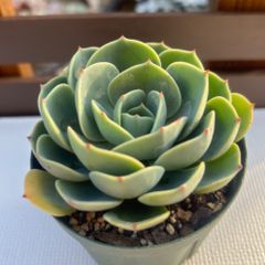 多肉植物　エケベリア　七福神