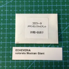 メルカリ便　メキシカンジャイアント錦　ポットごと メルカリ便 メキシカンジャイアント錦 ポットごと