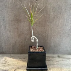 現品　ドラセナ　コンシンネ　レインボー　32番　観葉植物　インテリアグリーン 現品 ドラセナ コンシンネ レインボー 32番 観葉植物 特大