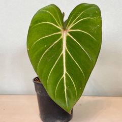 【2株入り】　フィロデンドロン　グロリオーサム　philodendron gloriosum