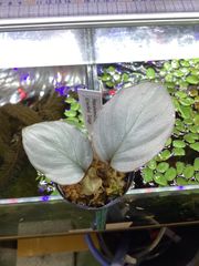 Homalomena sp. Silver Red  Lingala