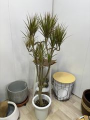 ドラセナ☆ユッカ エレファンティペス☆幸福の木☆観葉植物☆大きめ
