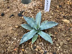 2025年最新】アガベ コロラータの人気アイテム - メルカリ