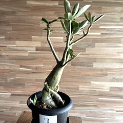 【契約農家直送商品】【現品３】 塊根植物 アデニウム オペスム 5号鉢 多肉植物 コーデックス 砂漠のバラ お洒落 可愛い カッコイイ インテリア 室内 花 苗 希少