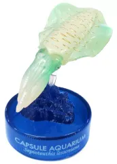 【中古】トレーディングフィギュア 1.アオリイカ 「カプセルアクアリウム 日本水族館立体生物図録 第5巻」