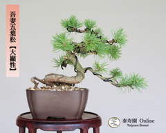 吾妻五葉松【大巓性】ダイテンショウ 実生 根上り 小品盆栽【泰寿園 Online】現品 一点物 盆栽 松柏 室内 鑑賞 趣味 卓上盆栽 盆栽鉢 グリーン 和 ギフト プレゼント 贈答品 ミニ盆栽 誕生日 母の日 父の日 敬老の日 記念日 お祝い 34
