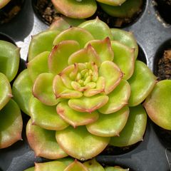 naka多肉 - メルカリShops