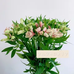 アルストロメリア　スレンダー　生花　切花