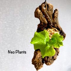 【激レア】Platycerium 'ridleyi wild' コルク付［送料無料］