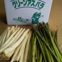 北海道産　ホワイトアスパラ　グリーンアスパラ　低農薬