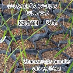 【現品】チャメロプス・フミリス　９号　５Ｋ番 チャメロプス フミリス