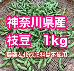 7/1収穫】枝豆 1kg A品 朝採り 当日発送 新潟系14号 農家直送 - メルカリ