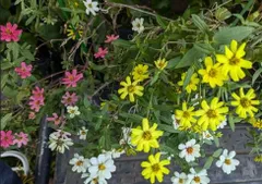 ジニア　種　黄色、ピンク、白色　５０粒