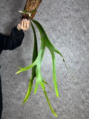 Vegetarjf2022-24 様専　 C7 ウィリンキーとC57 ワンダエワイルド　ジャワ【PLANET】ビカクシダ