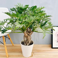 本日のおすすめ