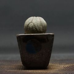 "Euphorbia obesa" ユーフォルビア オベサ 管理2131