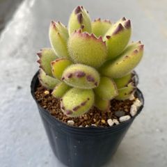 速達＊多肉植物 カット苗 コチレドン 熊童子 発根済