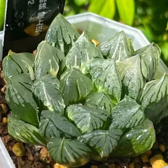 花水晶錦　極上斑　ハオルチア　観葉植物のサムネイル