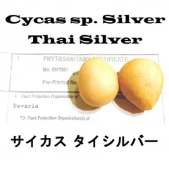 2026年最新】タイシルバー ソテツの人気アイテム - メルカリ
