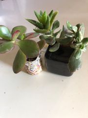 多肉植物　水栽培　花月、班入花月、不夜城