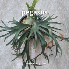 ビカクシダ】Platycerium Pegasus 胞子 - メルカリ