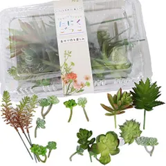 DIY 人工観葉植物 材料 枯れない植物 インテリア リース 雑貨 鉢植え 寄せ植え アートフラワー セダム フェイクグリーン おまかせ20～22個セット 多肉植物カット苗 (B) 造花 フェイク たにくごっこ