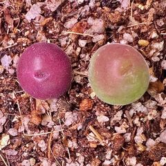 コノフィツム Gibbaeum pilosulum ギバエウム 翠滴玉 2点セット　メセン　メルカリ便