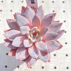 ルル　多肉植物　エケベリア　韓国苗