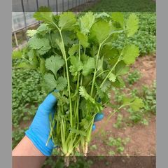 香菜/パクチー/千葉県産/約5kg入/業務用 - メルカリ