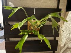 ビカクシダ　p.foongsiqi spore FSQ 管理番号15
