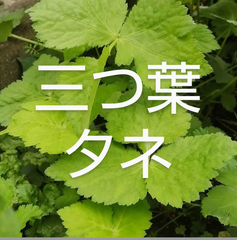 三つ葉 タネ 種 ミツバ  タネ100粒+10粒ほど